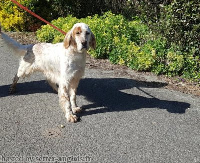 Setter Anglais FALTA-BAT DE LA PASSION D'AGUERRIA Setter Anglais FALTA-BAT DE LA PASSION D'AGUERRIA
